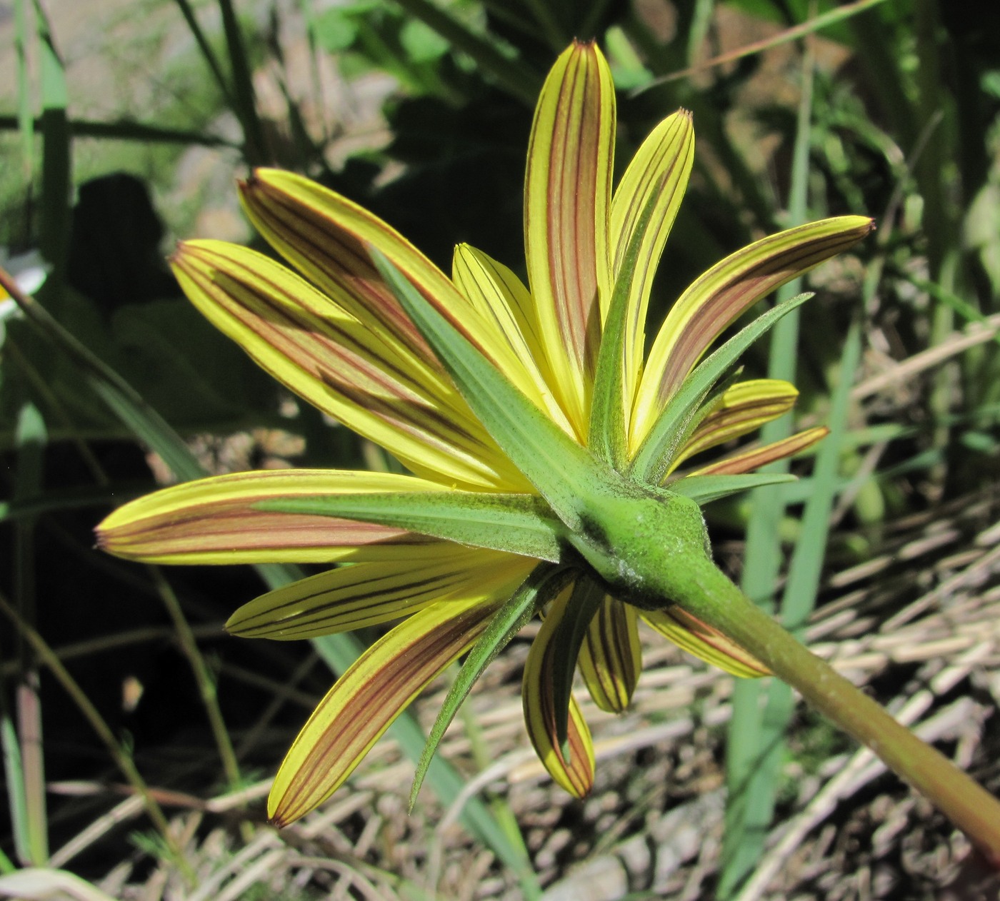 Image of Tragopogon filifolius specimen.