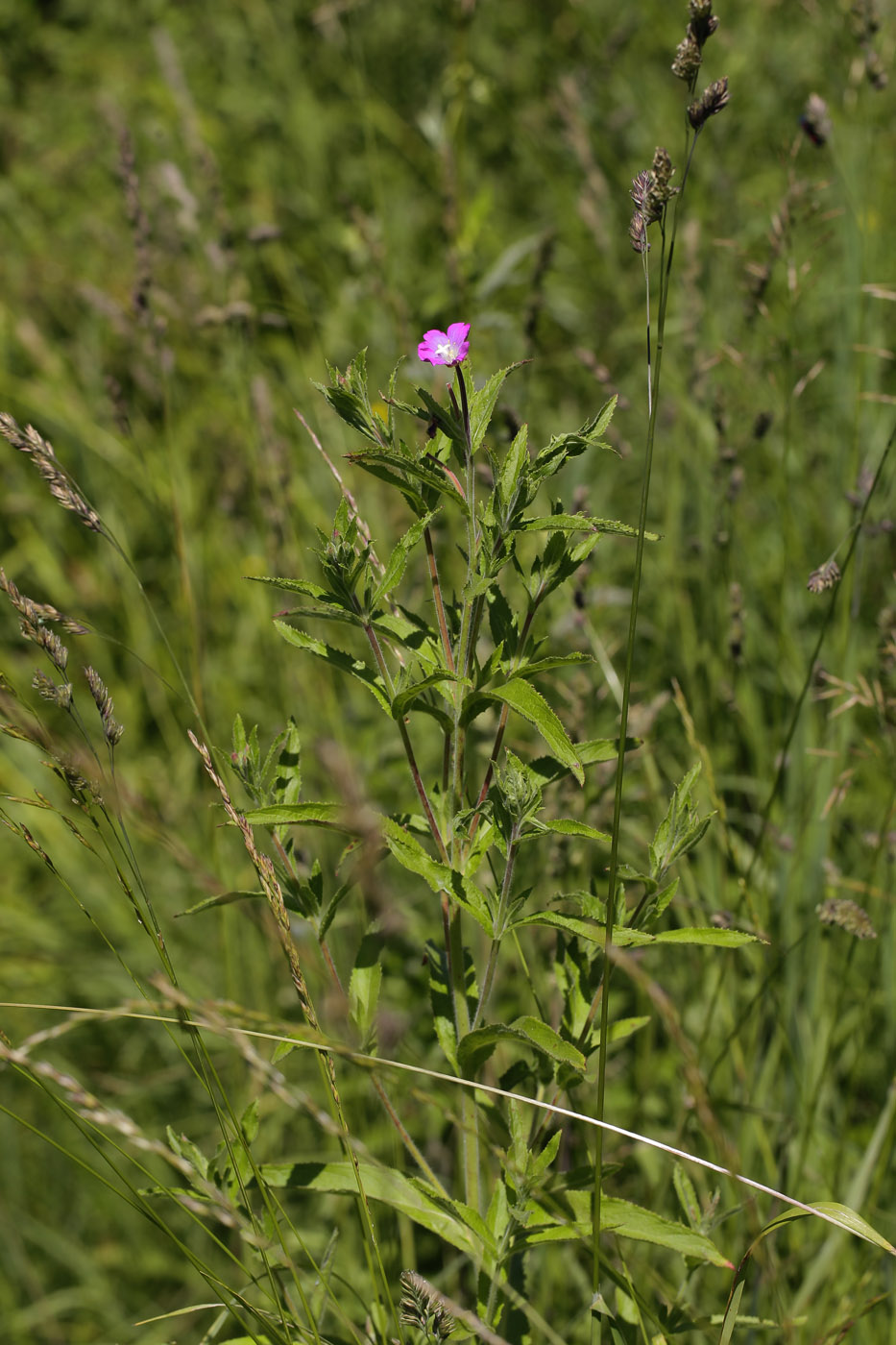 Image of Epilobium hirsutum specimen.