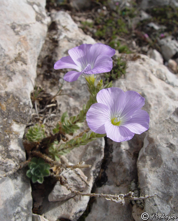 Image of Linum lanuginosum specimen.