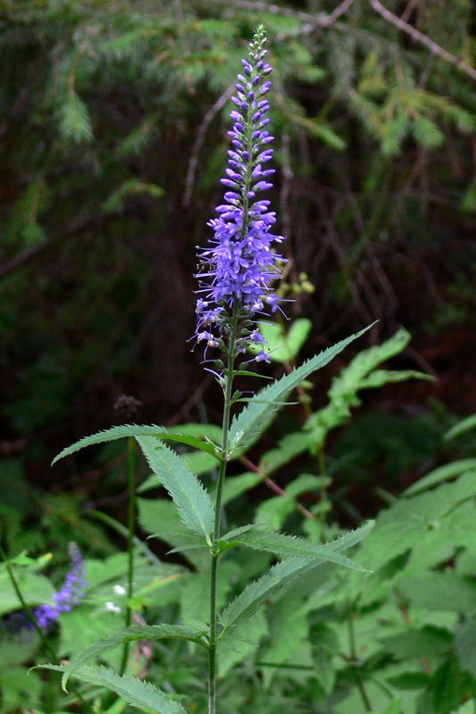 Image of Veronica longifolia specimen.