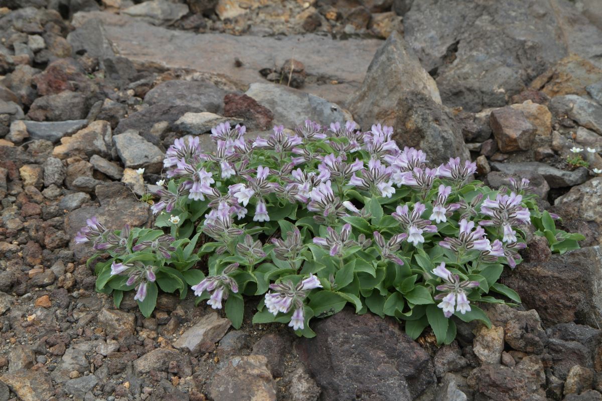 Изображение особи Pennellianthus frutescens.