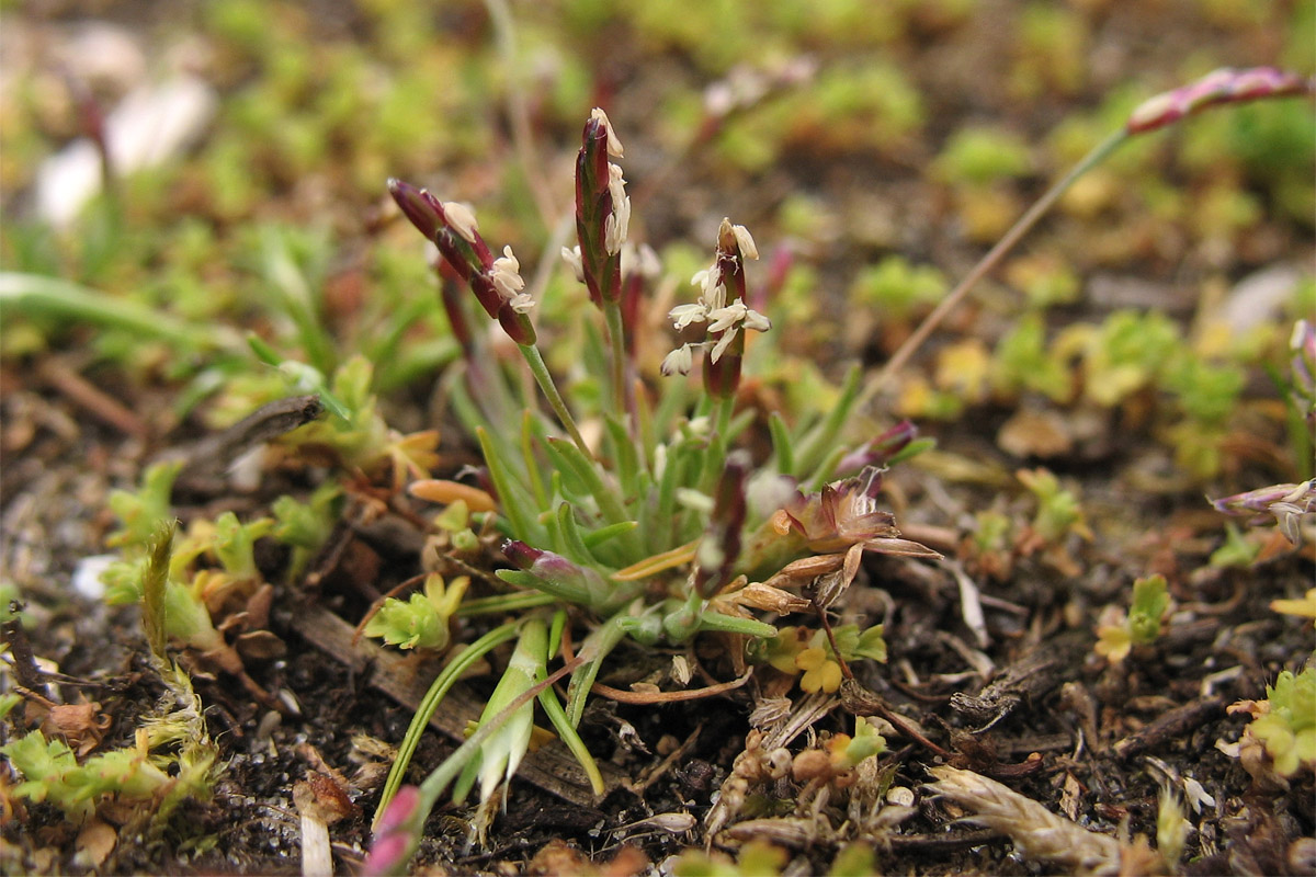 Image of Mibora minima specimen.