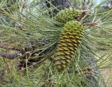 Pinus pinaster. Верхушка веточки со зрелой и зелёными шишками. Испания, Центральная Кордильера, национальный парк Сьерра-де-Гуадаррама, гора Абантос, ок. 1250 м н.у.м. Октябрь.