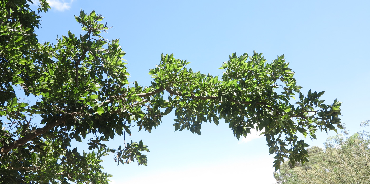 Image of Pongamia pinnata specimen.