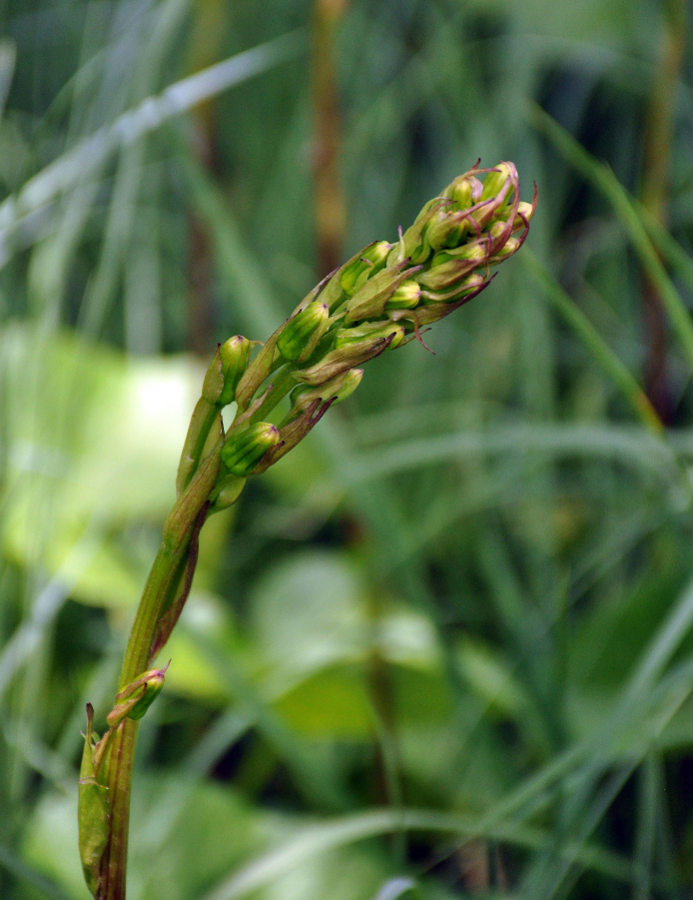 Image of Ligularia subsagittata specimen.