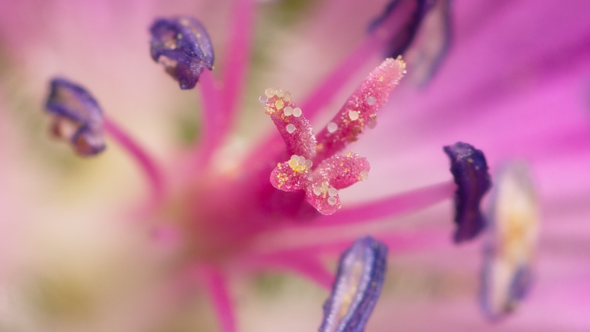 Изображение особи Geranium sylvaticum.