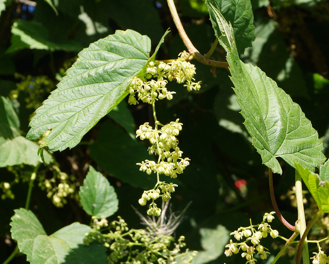 Image of Humulus lupulus specimen.