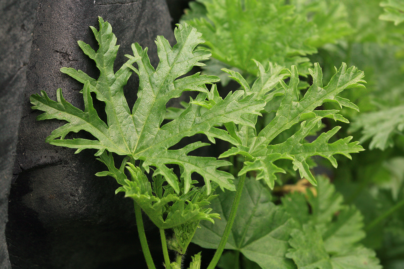 Image of Malva moschata specimen.