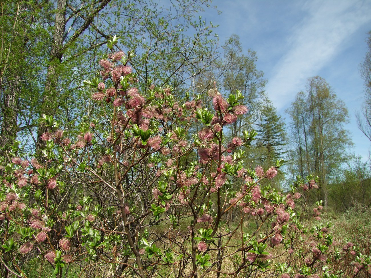 Изображение особи Salix krylovii.