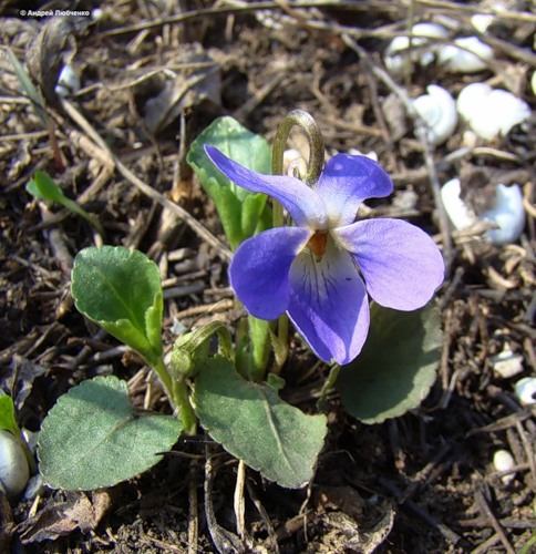 Image of Viola ambigua specimen.