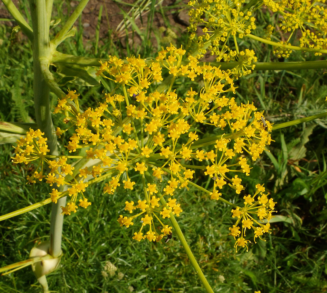 Изображение особи Ferula songarica.