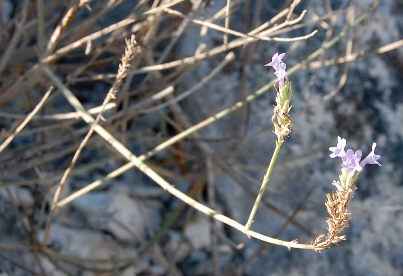 Изображение особи Lavandula subnuda.