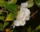 Camellia japonica. Побег с цветком (махровый культивар). Израиль, Шарон, пос. Кфар Шмариягу, во дворе. 14.03.2017.