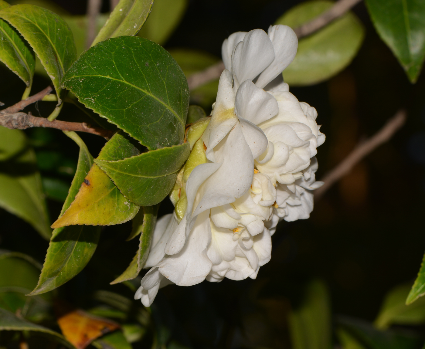 Изображение особи Camellia japonica.