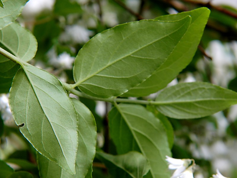 Image of Deutzia &times; magnifica specimen.