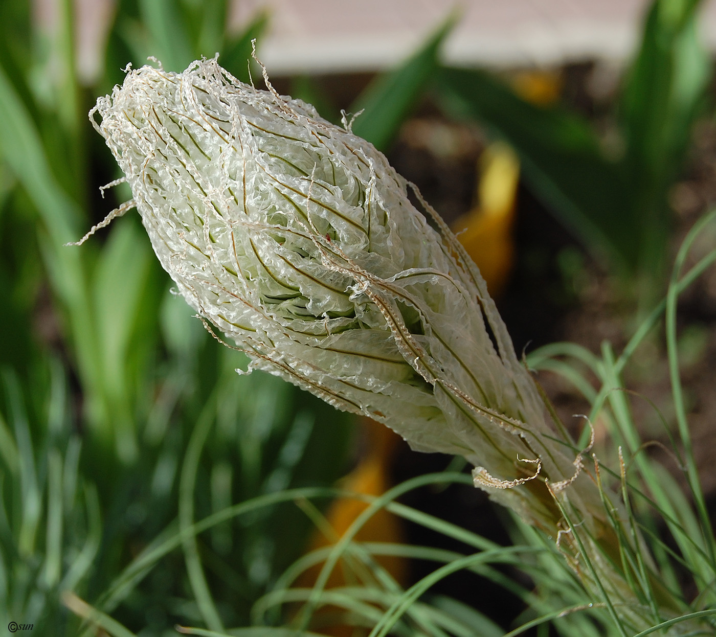 Изображение особи Asphodeline taurica.