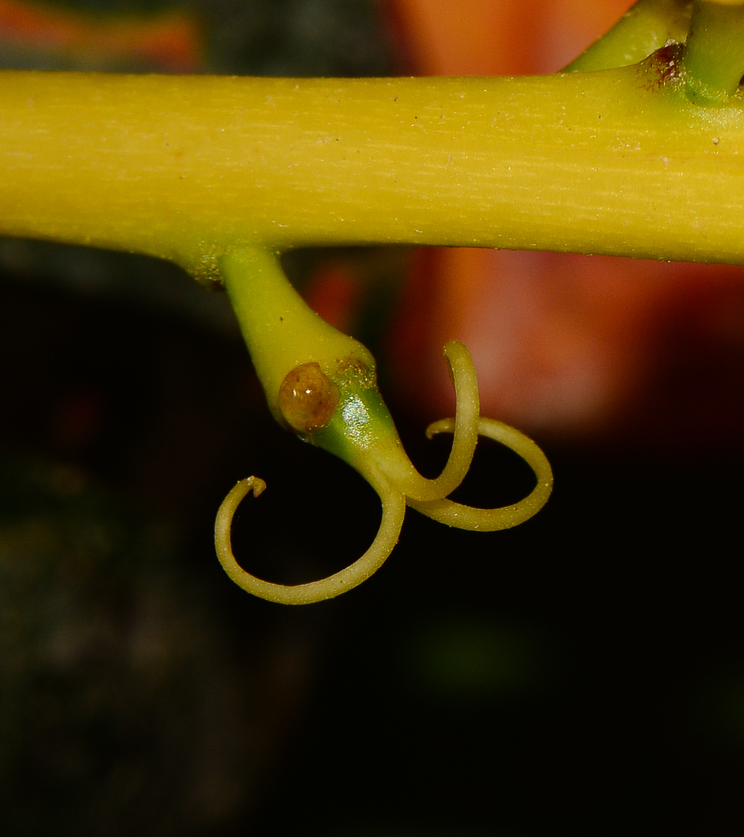 Image of Codiaeum variegatum specimen.