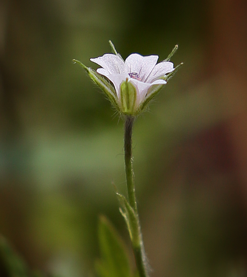 Image of Geranium sibiricum specimen.