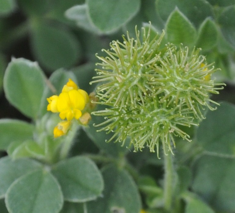 Image of genus Medicago specimen.