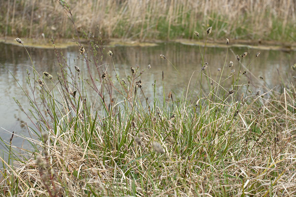 Image of Sesleria caerulea specimen.