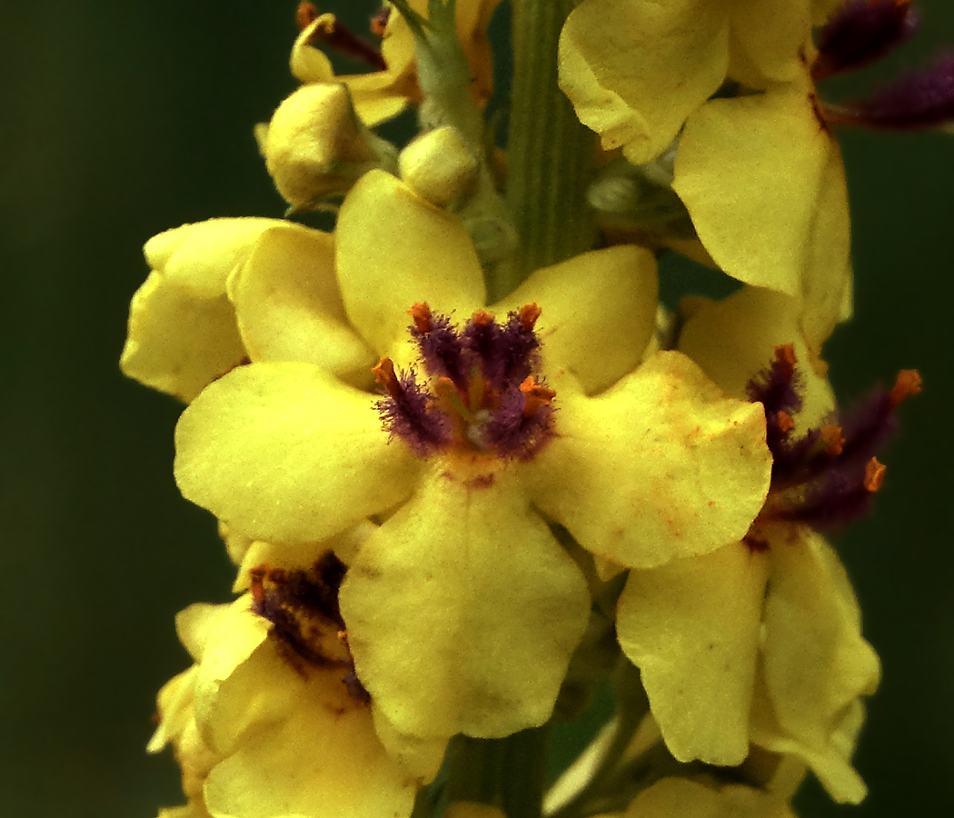 Image of Verbascum nigrum specimen.