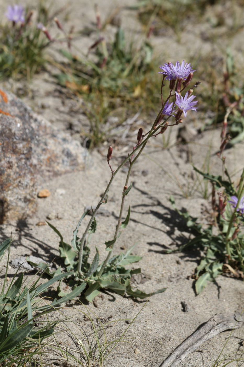 Image of Lactuca tatarica specimen.