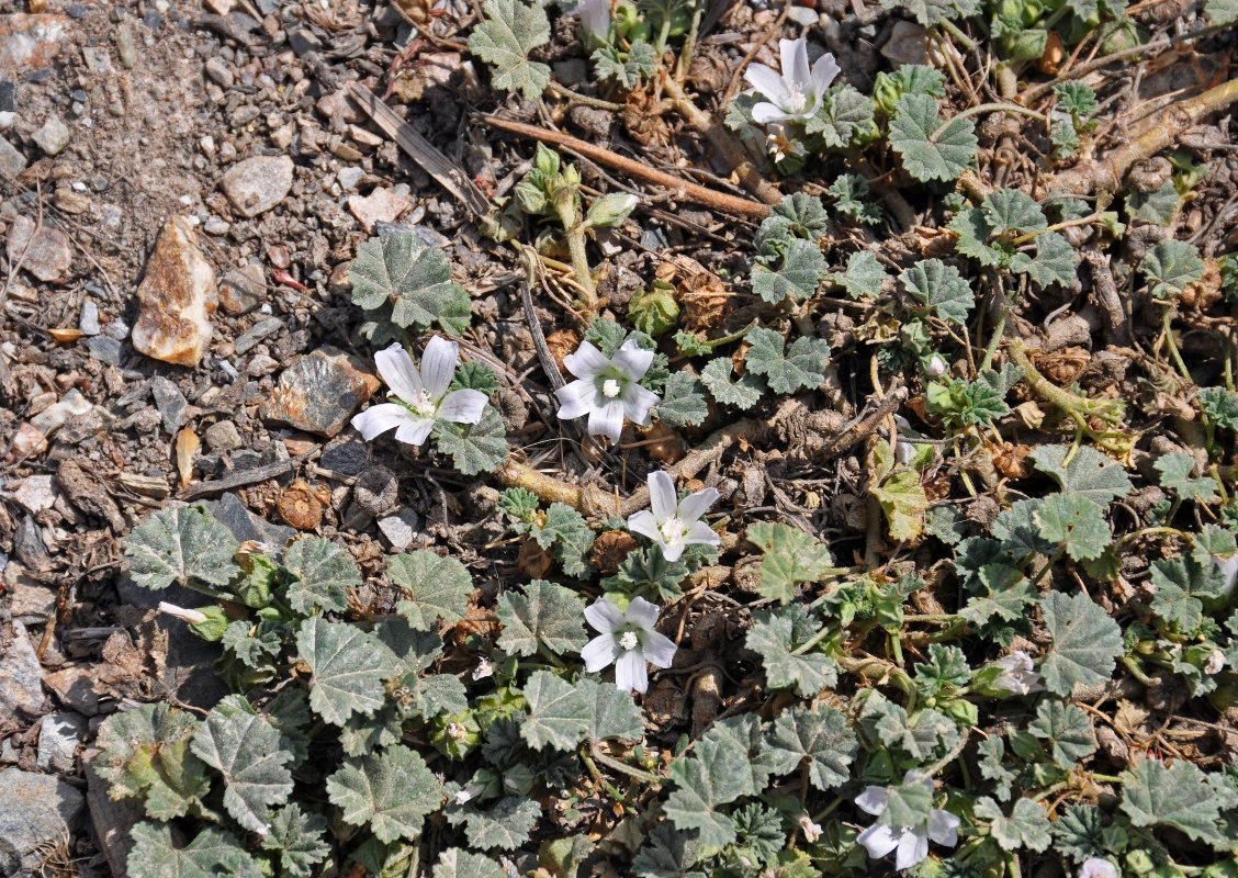 Image of Malva neglecta specimen.