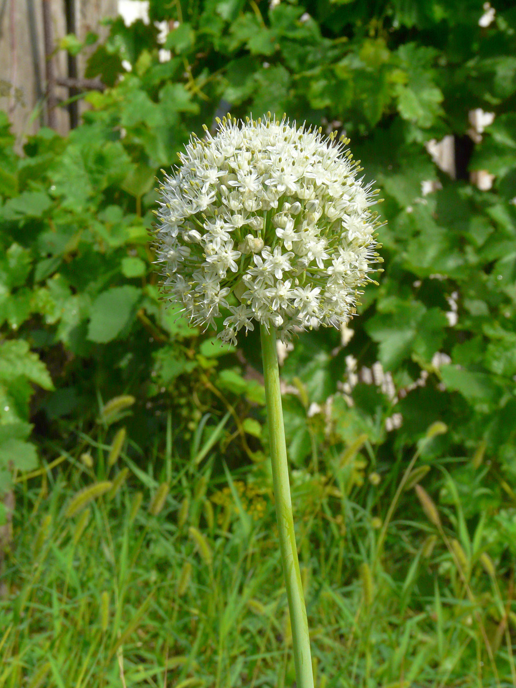 Image of Allium cepa specimen.