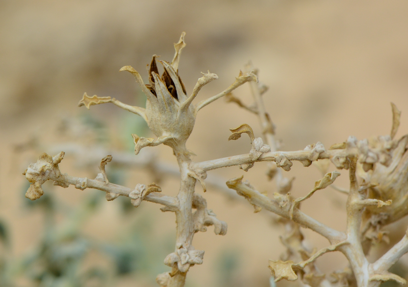 Image of Anvillea garcinii specimen.