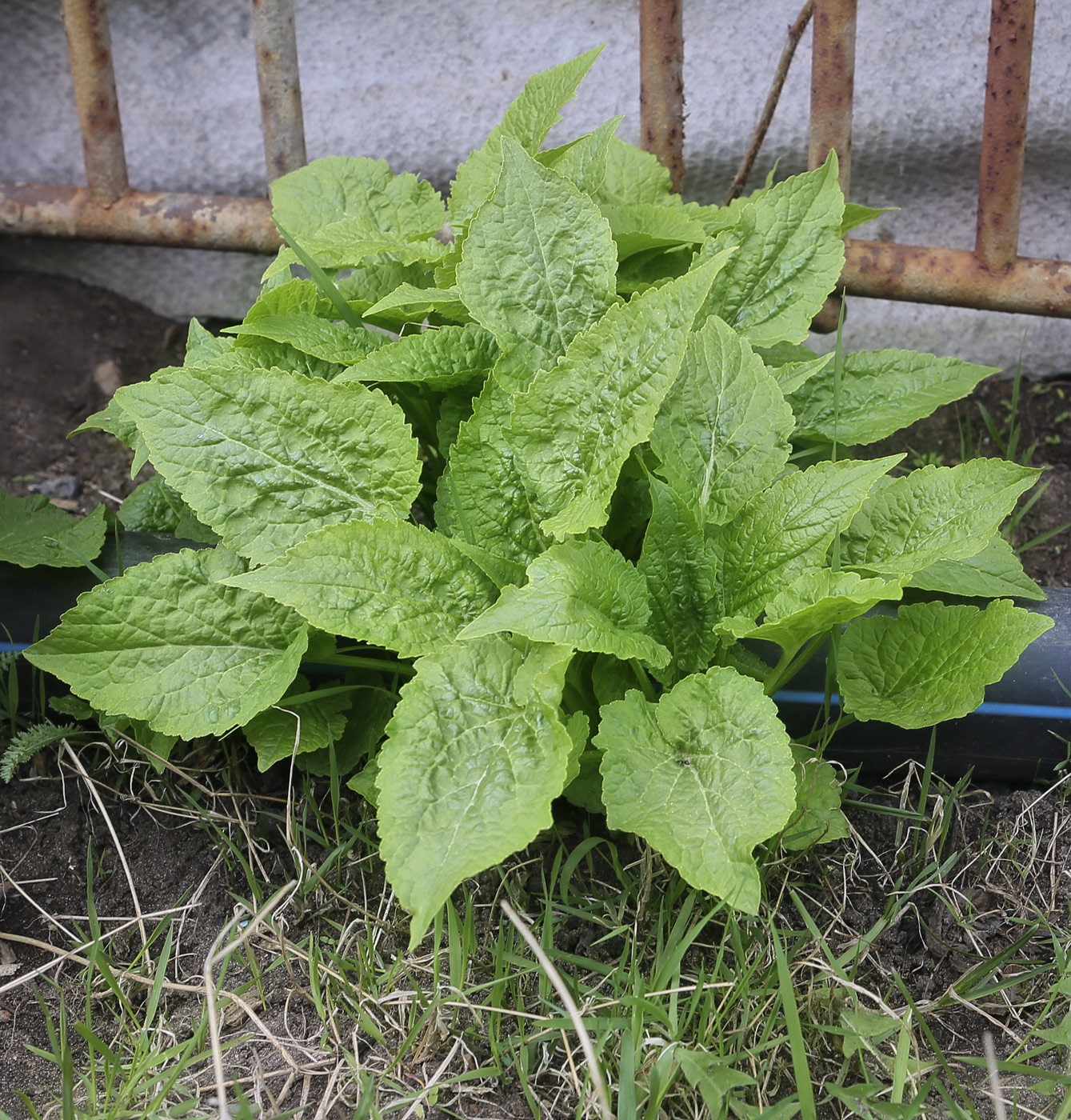 Изображение особи Campanula latifolia.