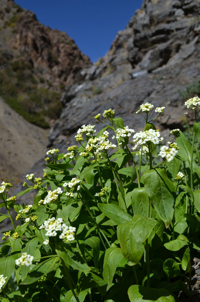 Image of Eutrema integrifolium specimen.