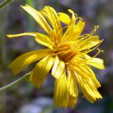 Hieracium umbellatum. Соцветие. Свердловская обл., окр. г. Североуральск, сосняк на известняках. 16.08.2007.