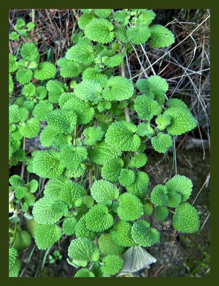 Image of genus Marrubium specimen.