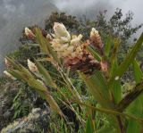 Elleanthus strobilifer. Цветущее растение. Вершина горы Мачу-Пикчу, ≈ 3000 м н.у.м. 13 марта 2014 г.