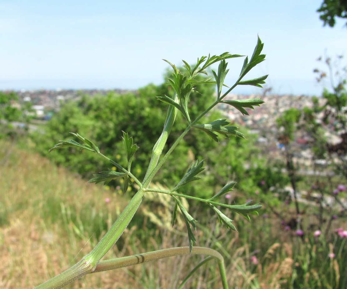 Изображение особи Pimpinella peregrina.