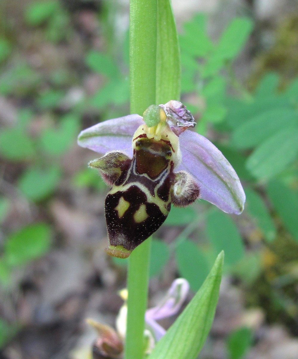 Image of Ophrys oestrifera specimen.