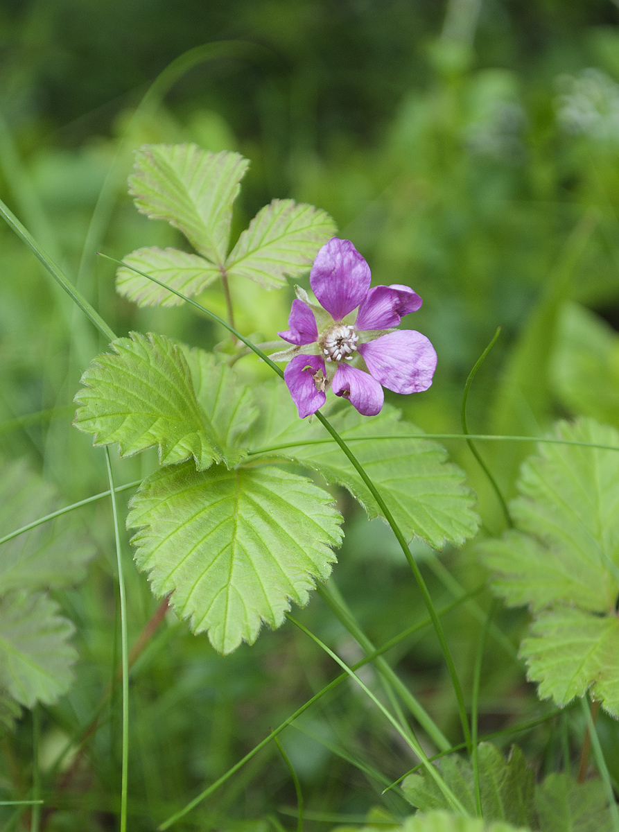 Image of Rubus arcticus specimen.