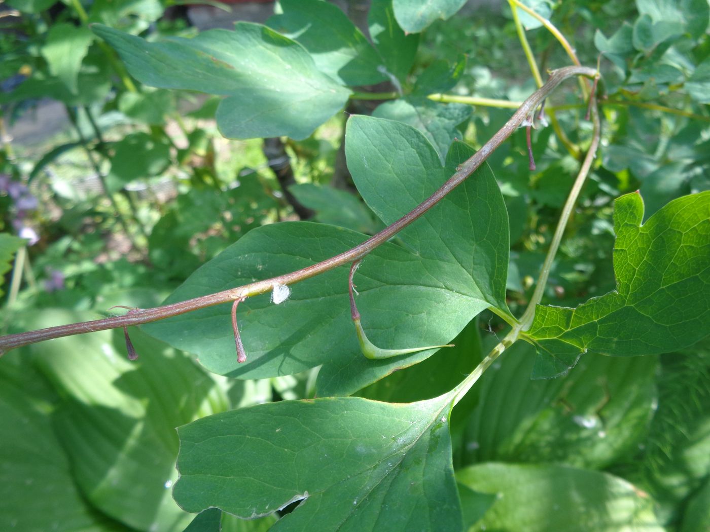 Image of Dicentra spectabilis specimen.