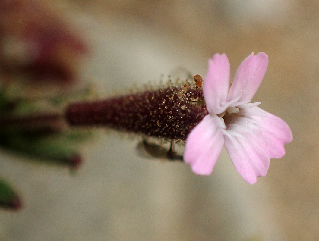 Image of Silene pentelica specimen.