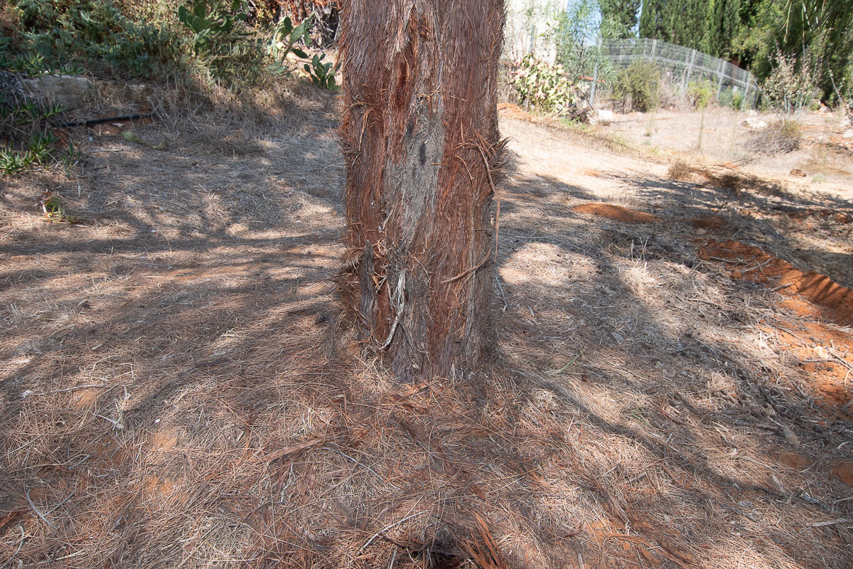 Изображение особи Allocasuarina inophloia.