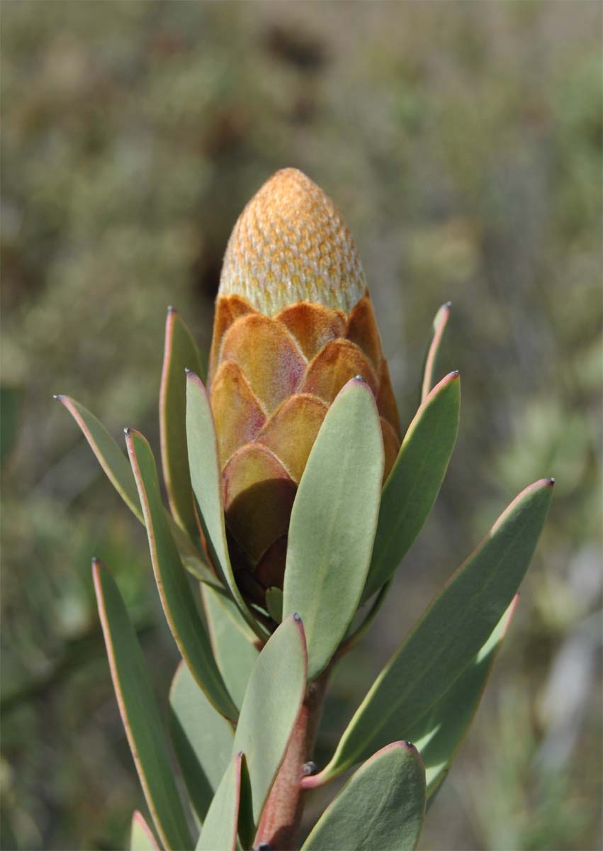 Image of Protea lanceolata specimen.