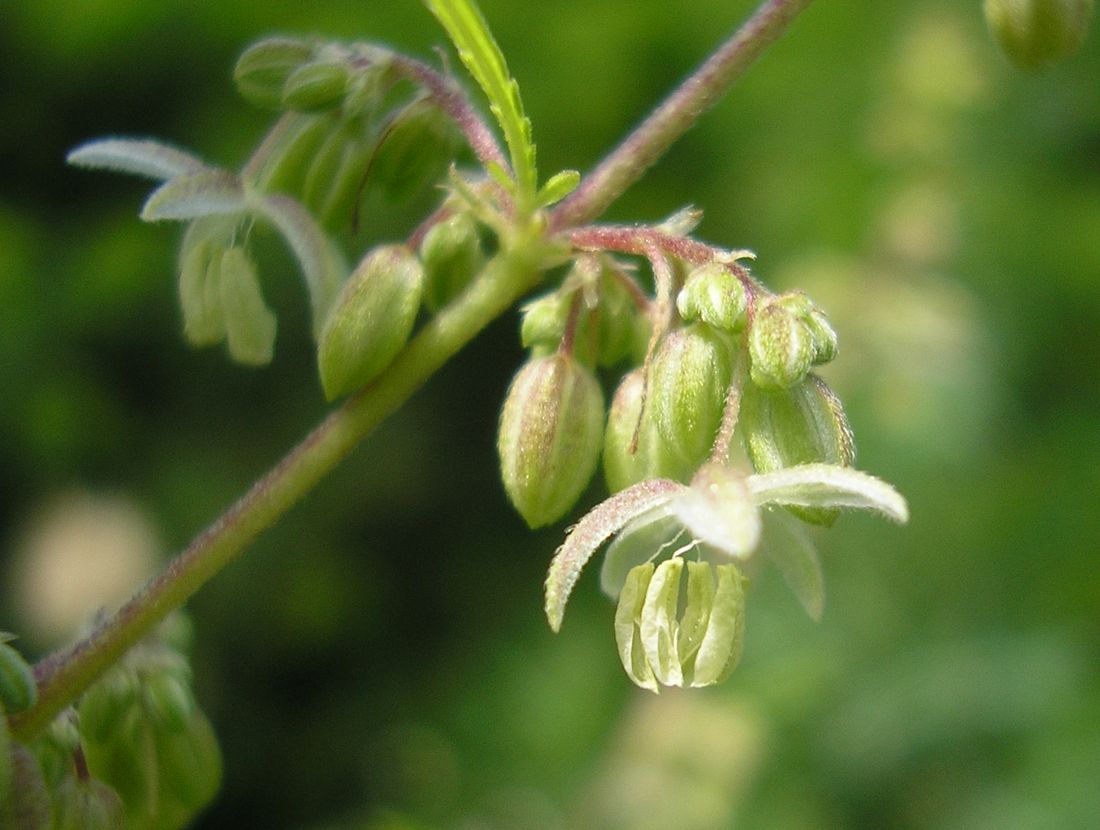 Image of Cannabis sativa var. spontanea specimen.