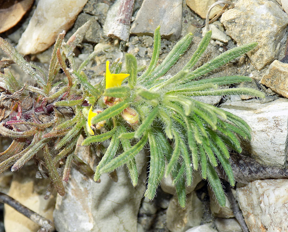 Image of Ajuga glabra specimen.