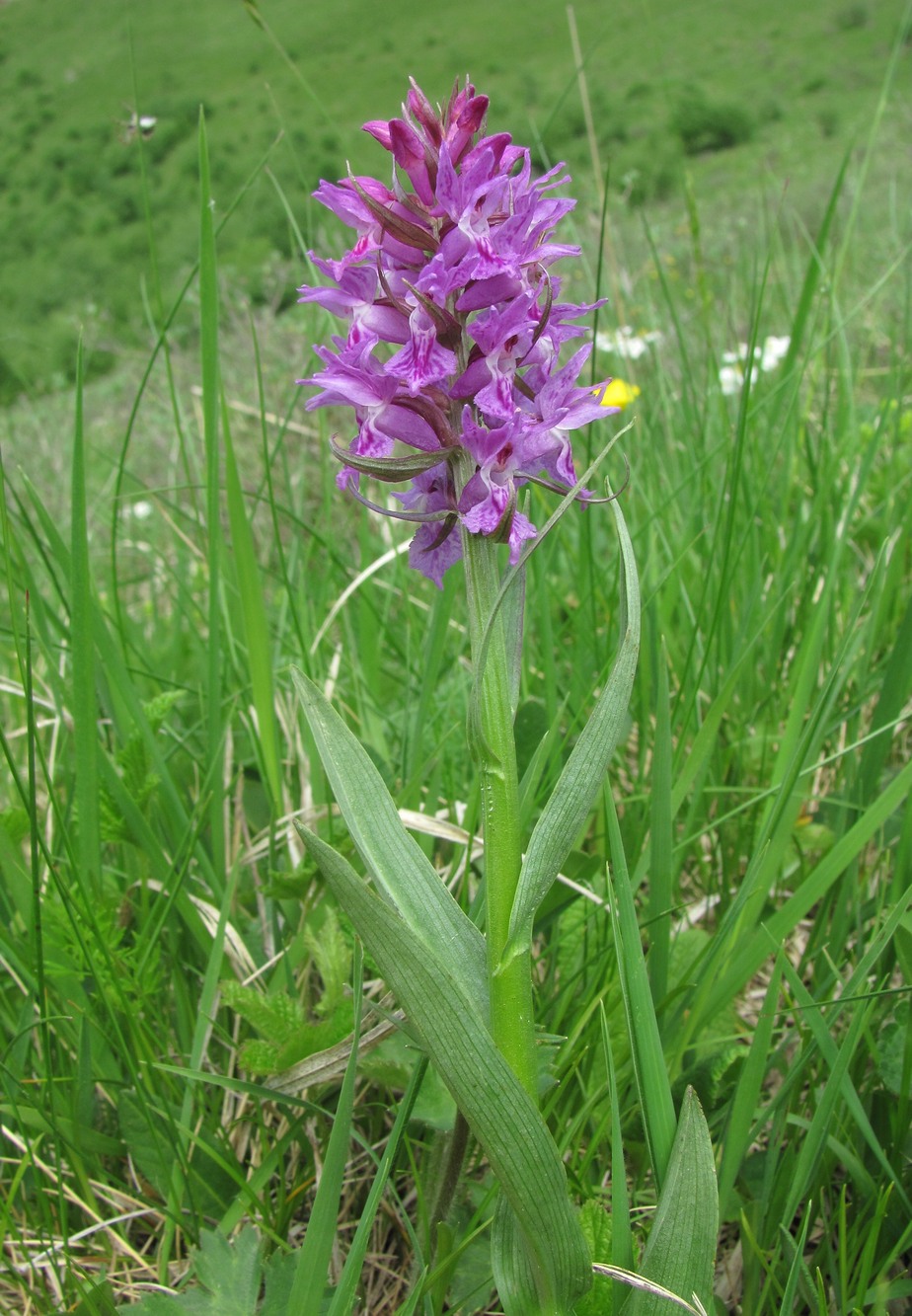 Изображение особи Dactylorhiza euxina.