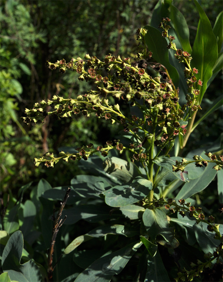 Изображение особи Sibiraea altaiensis.