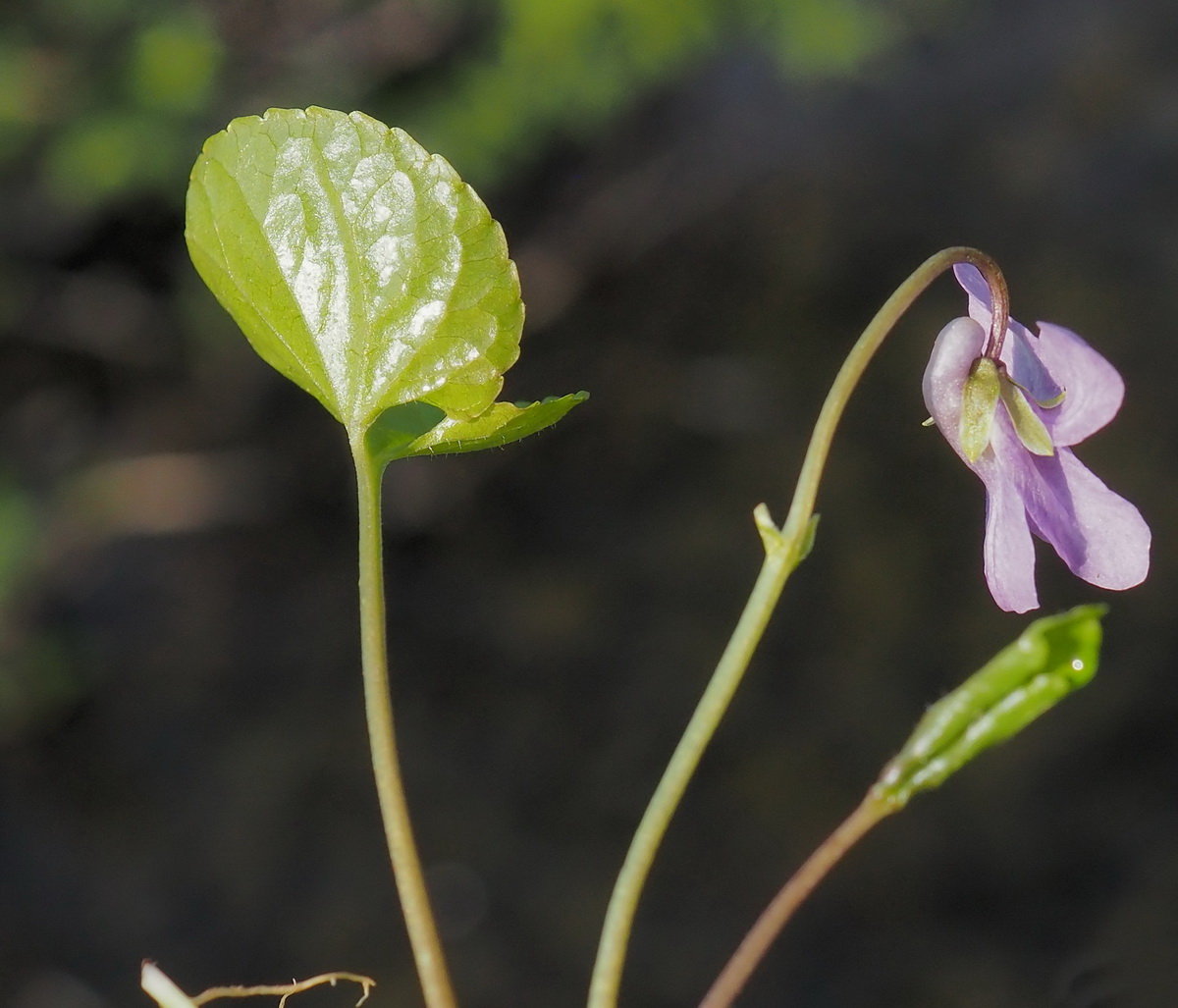 Image of Viola epipsiloides specimen.