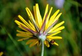 род Tragopogon. Соцветие (вид со стороны обёртки). Сербия, национальный парк Тара, плоскогорье Равна Тара, луг. 08.07.2019.