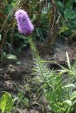 Liatris spicata. Цветущее растение. Узбекистан, г. Ташкент, Ботанический сад им. Ф.Н.Русанова. 22.07.2010.