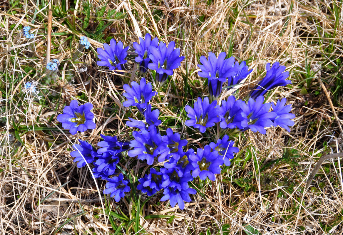 Изображение особи Gentiana grandiflora.