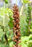 Orobanche pallidiflora. Соплодие. Ленинградская обл., Ломоносовский р-н, долина р. Шингарка, разнотравный луг на известняке. 06.08.2019.